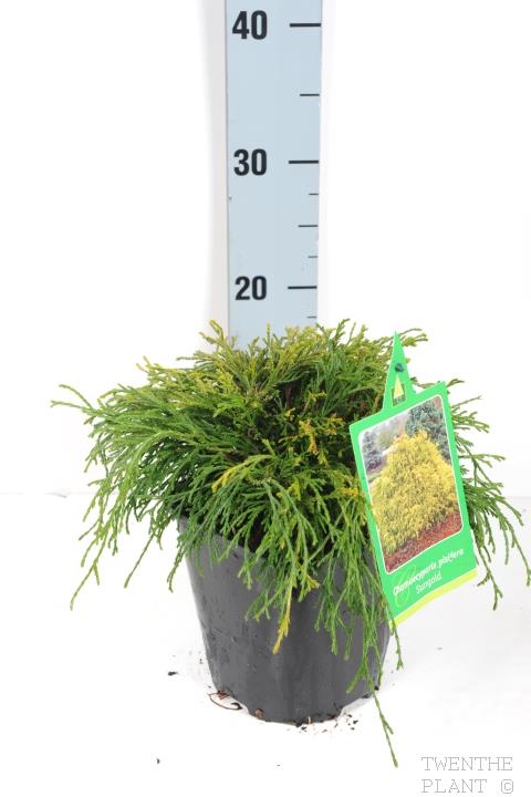 Chamaecyparis pisifera &