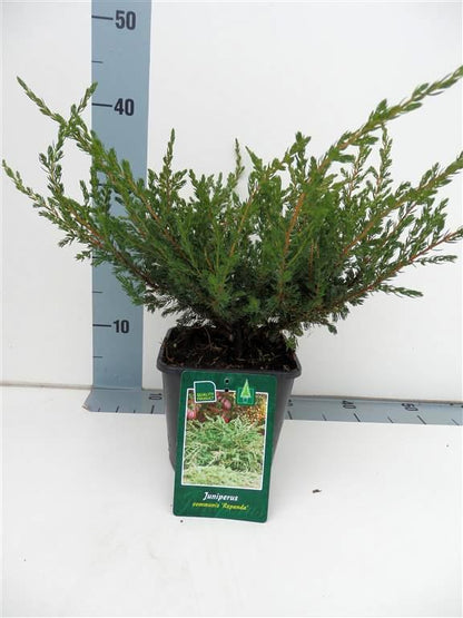 Juniperus communis &