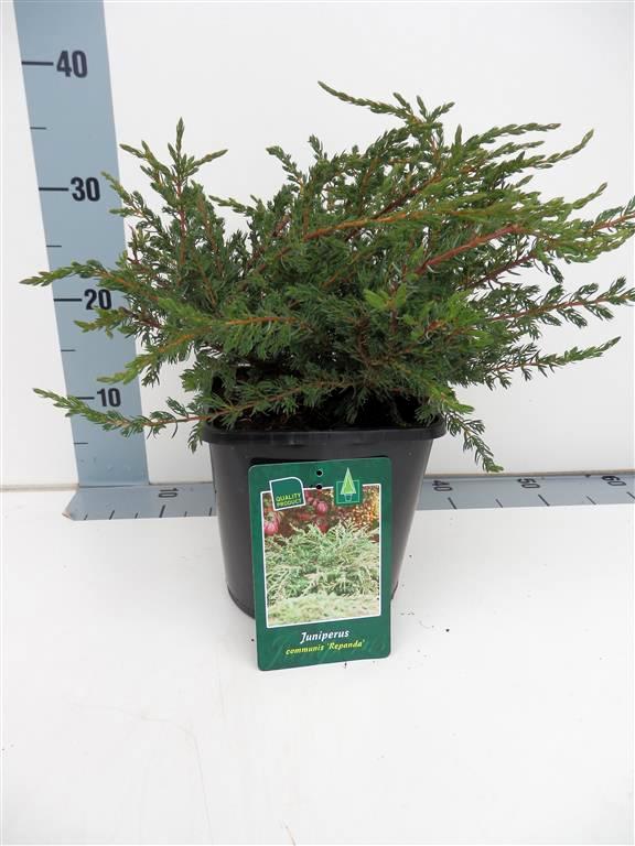 Juniperus communis &