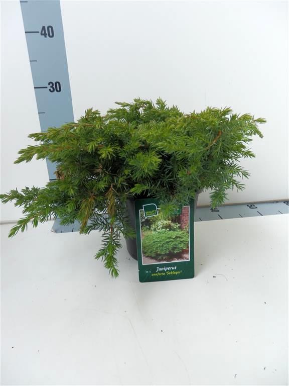 Juniperus conf. &