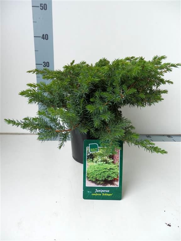 Juniperus conf. &
