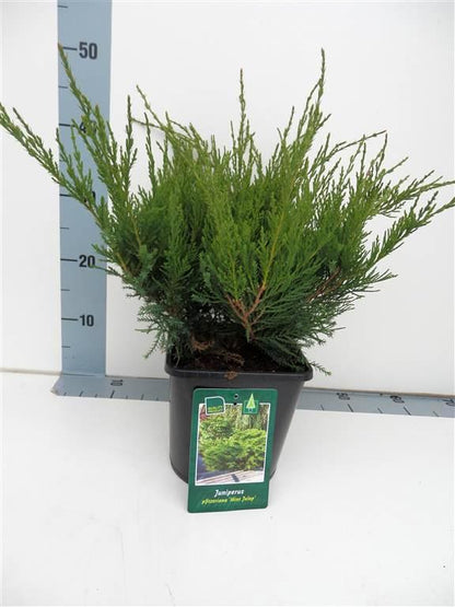 Juniperus pf. &