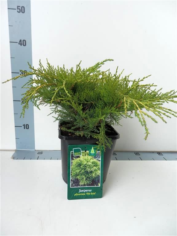 Juniperus pf. &