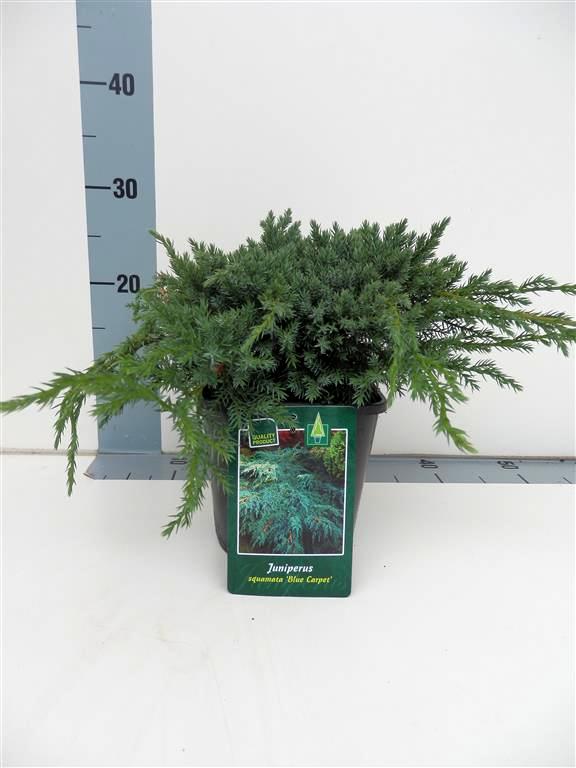 Juniperus squamata &
