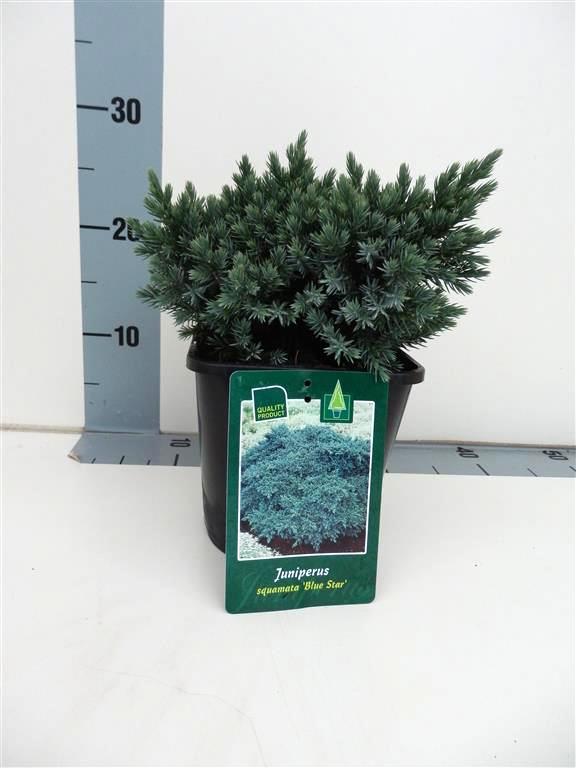 Juniperus squa. &
