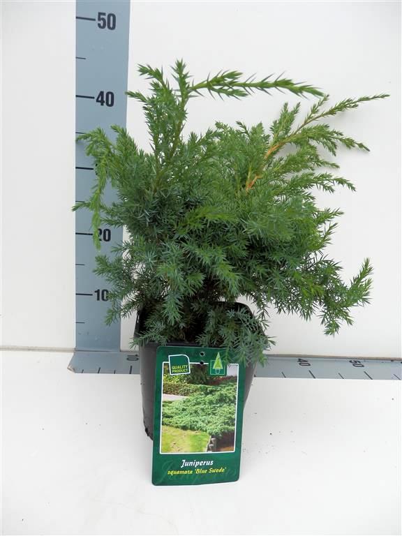Juniperus squa. &