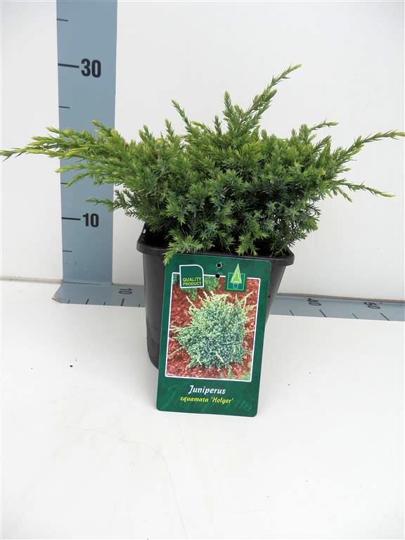 Juniperus squamata &