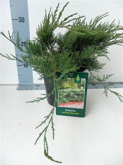 Juniperus virginiana &