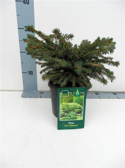 Picea abies &