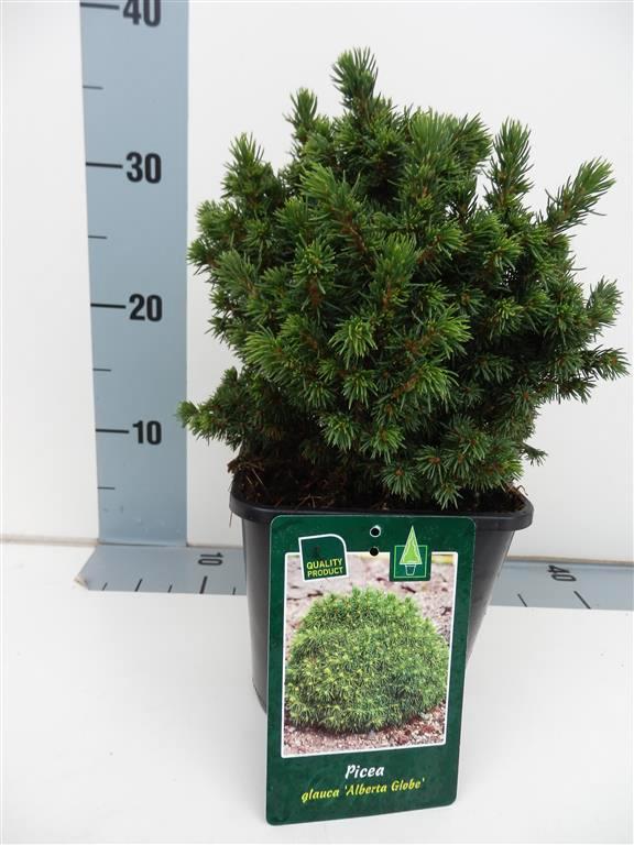 Picea glauca &