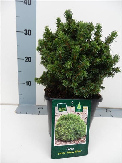 Picea glauca &