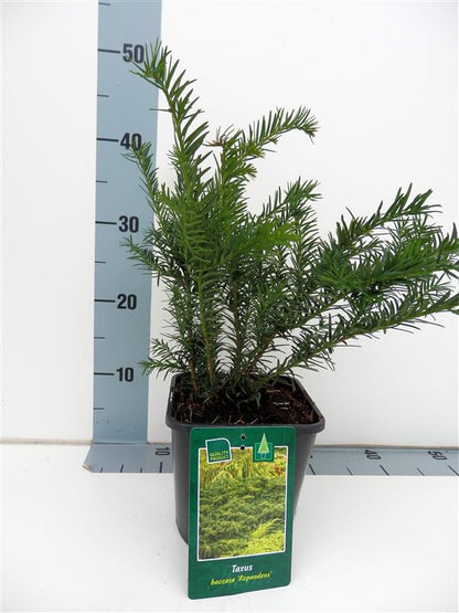 Taxus baccata &