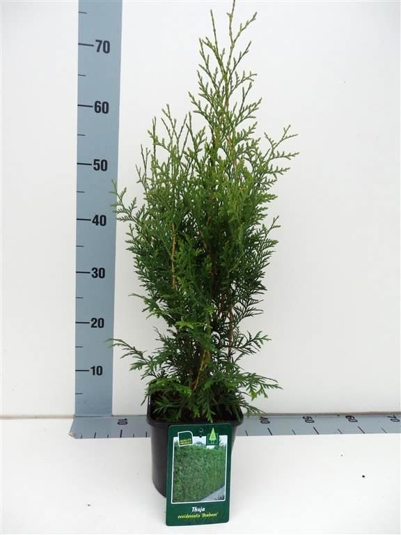 Thuja occidentalis &