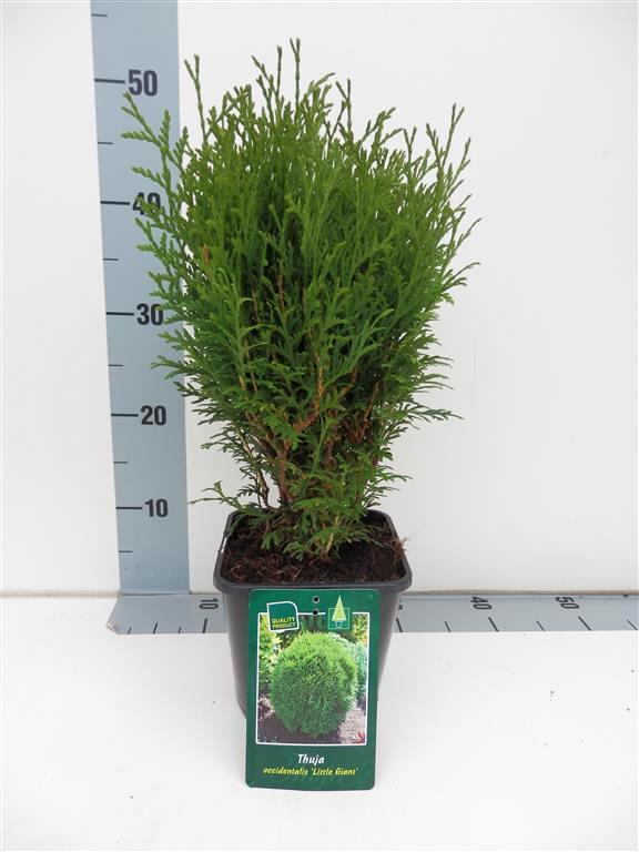 Thuja occidentalis &