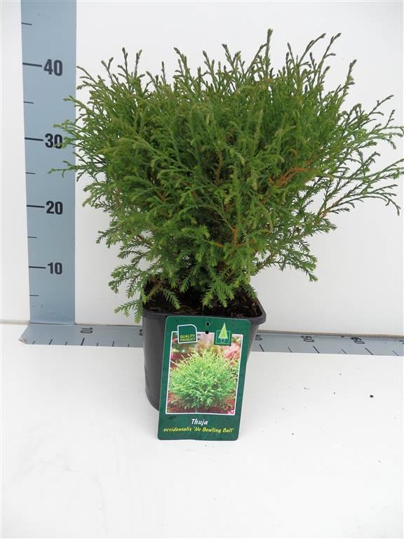 Thuja occidentalis &