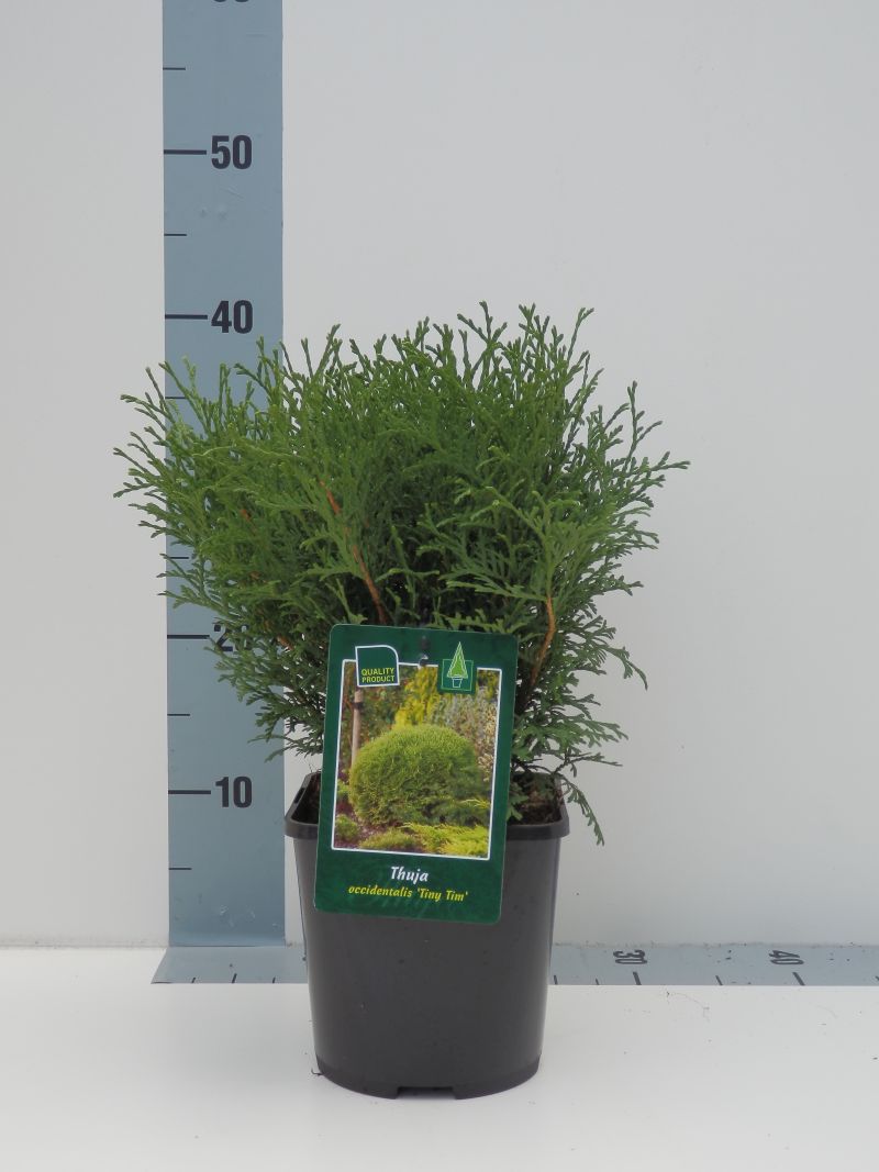 Thuja occidentalis &