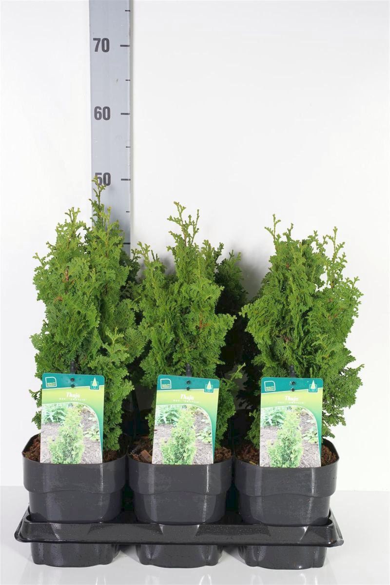 Thuja occidentalis &