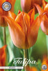 Tulpan Triumph Request () – hel förpackningsbild med blomman, 10-pack. Från Svedberga Plantskola