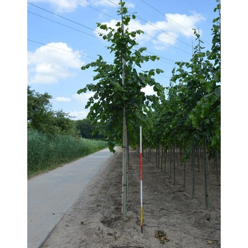 Parklind - Tilia europaea &