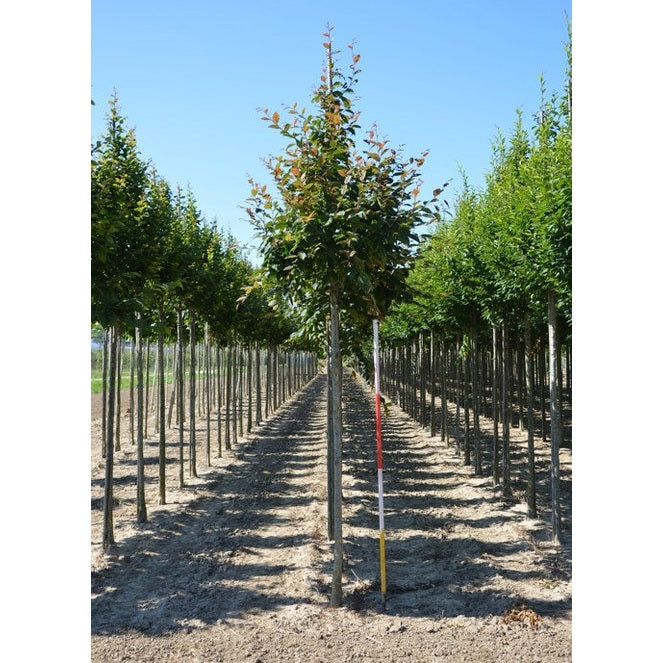 Avenbok - Carpinus betulus &