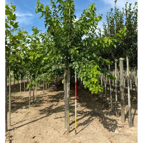 Vitt mullbär - Morus alba  - Stammens omkrets 16-18 cm, höjd 3,5-4 meter,   HS,