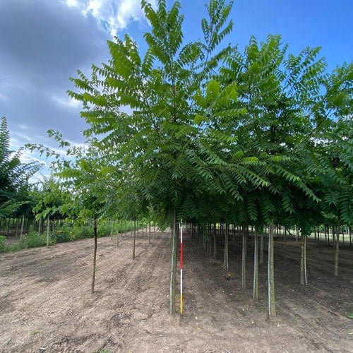 Svart valnöt - Juglans nigra  - Stammens omkrets 16-18 cm, höjd 3,5-4 meter,   HS,