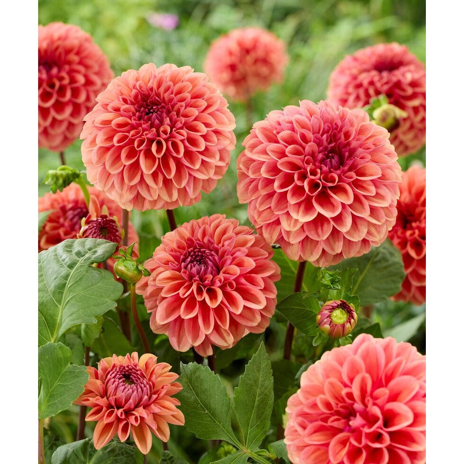 Dahlia Dalmuti Chief Marshal Dekorativ 1-pack NYHET