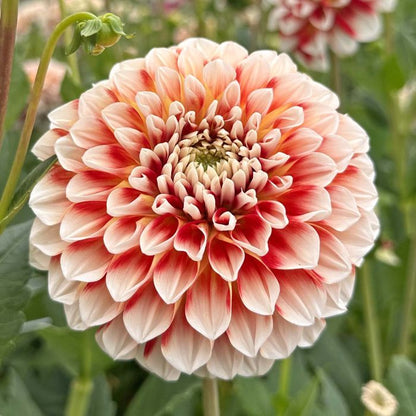 Dahlia Jowey Fantasy Ball 1-pack NYHET