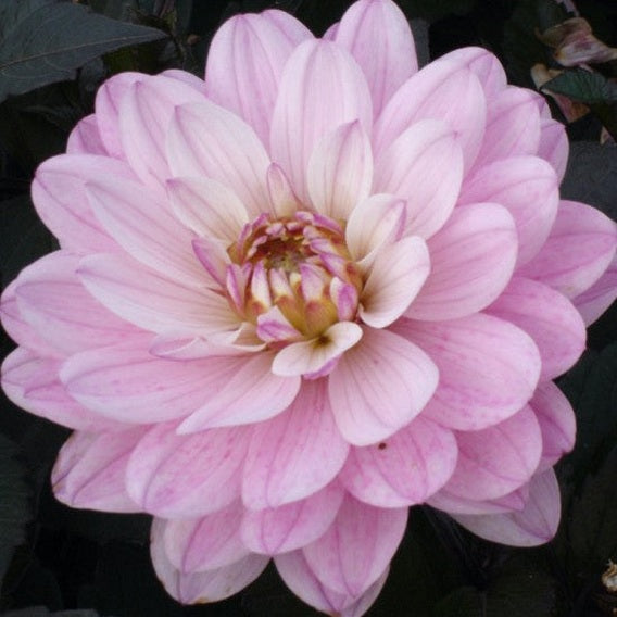 Dahlia Melody Harmony Dekorativ 1-pack NYHET