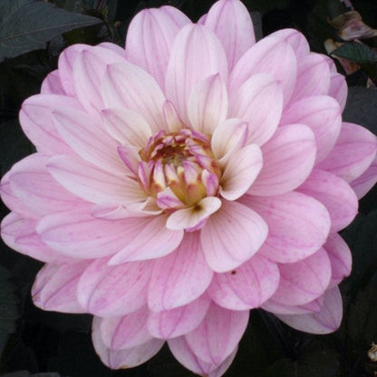 Dahlia Melody Harmony Dekorativ 1-pack NYHET