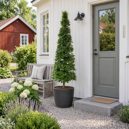 Fagus sylvatica kägla 175–200 cm C90 (90 liters kruka)