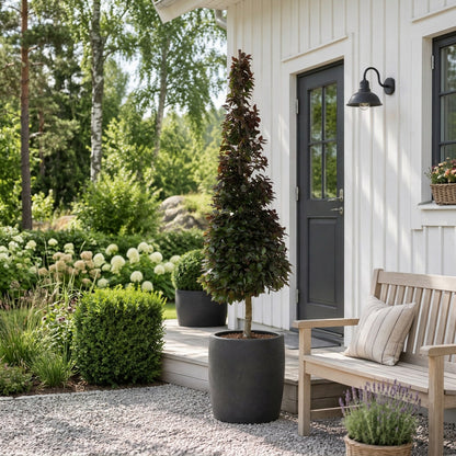 Fagus syl. &