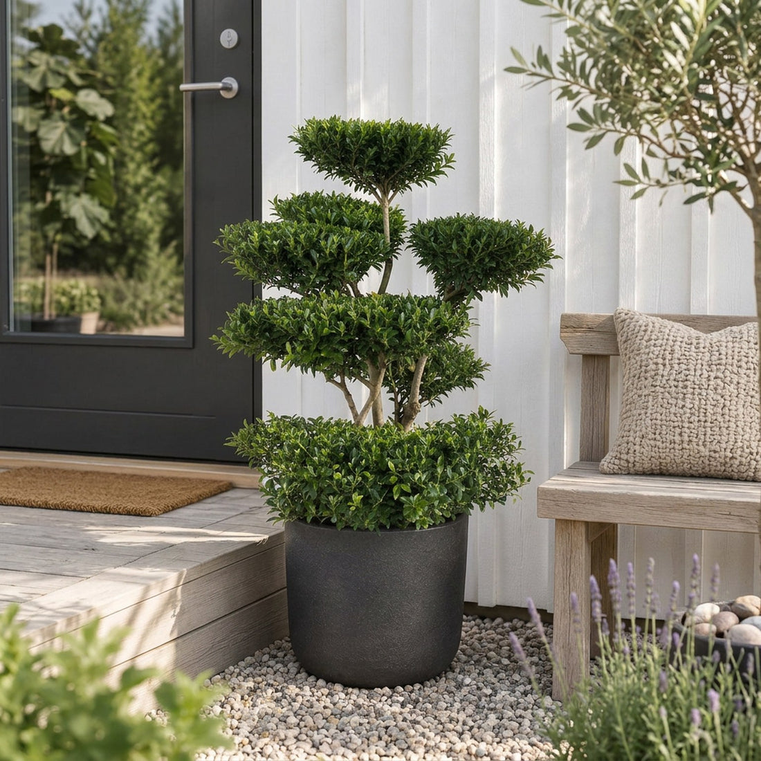 Ilex crenata &