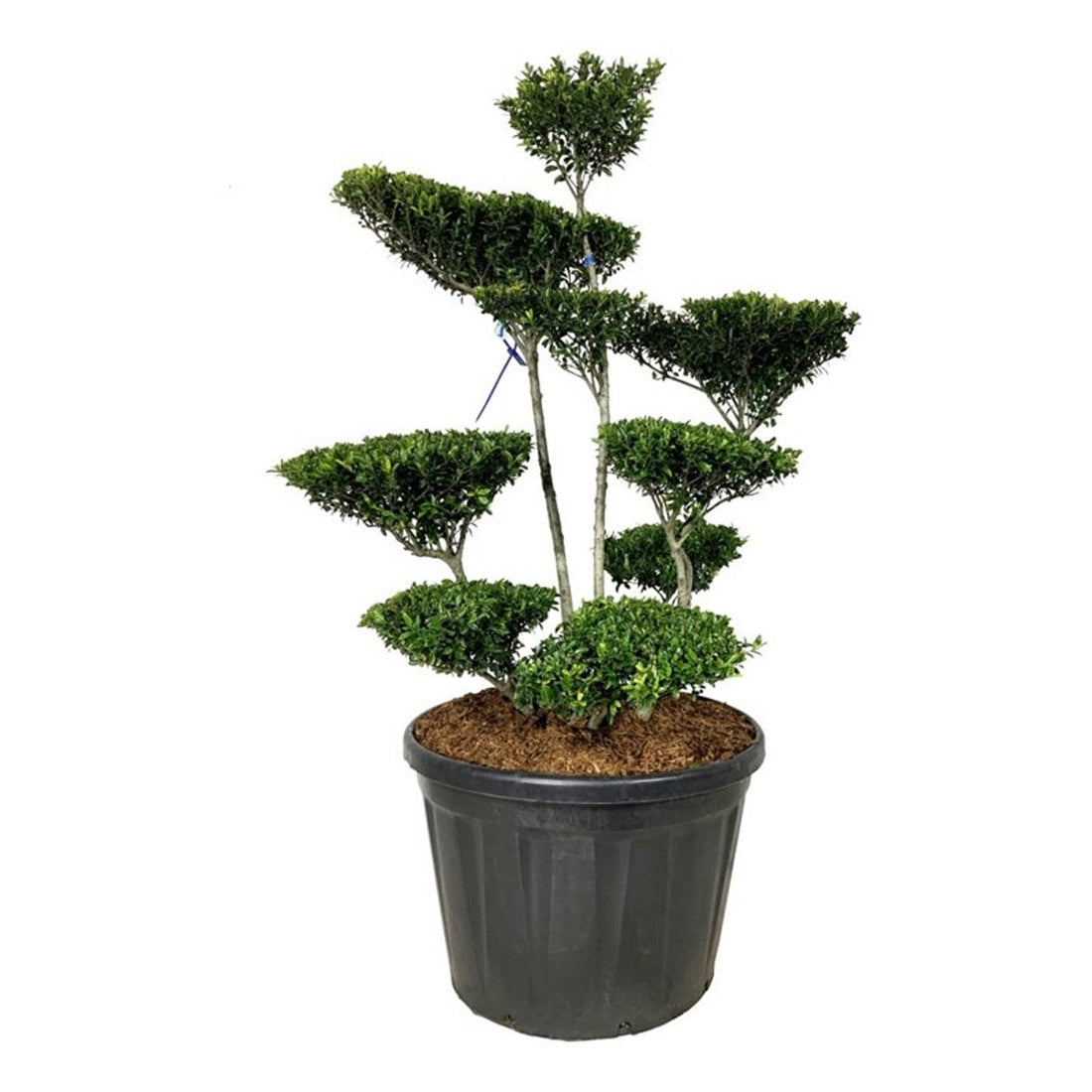 Ilex crenata &