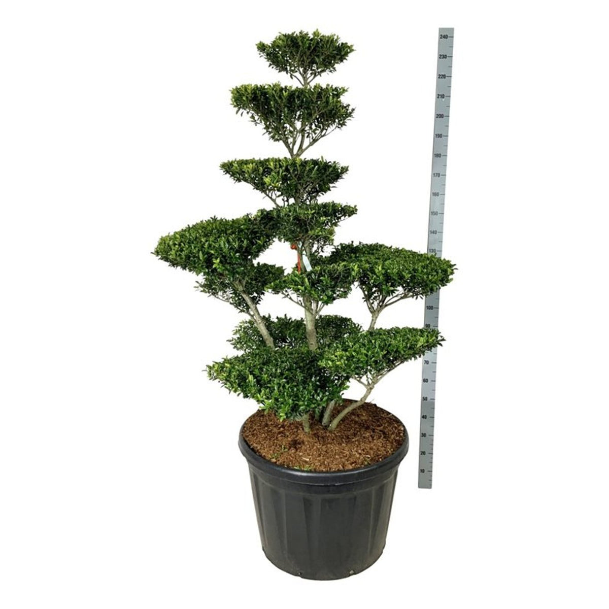 Ilex crenata &