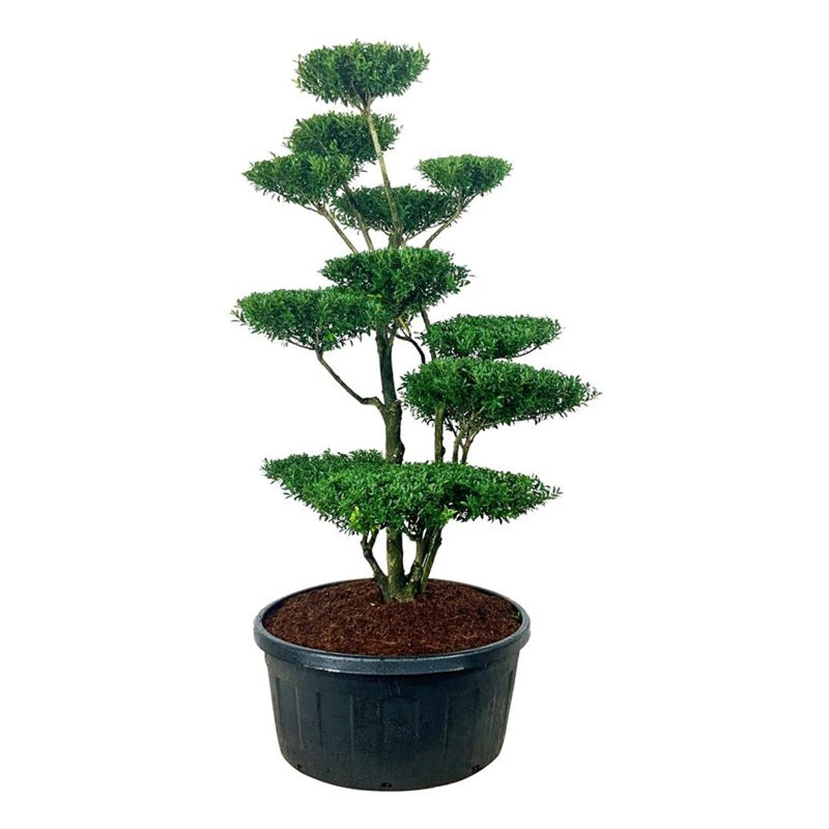 Ilex crenata &
