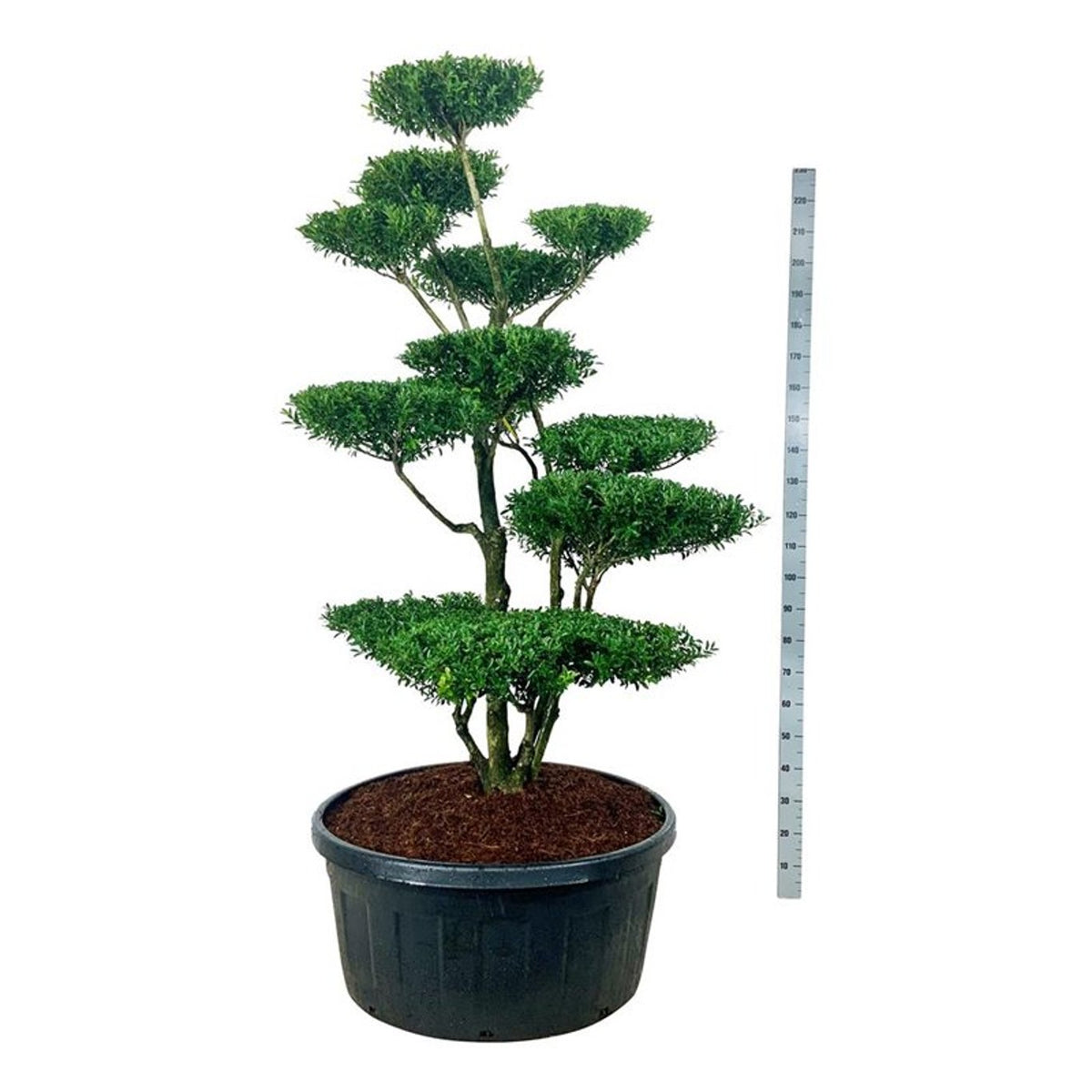 Ilex crenata &