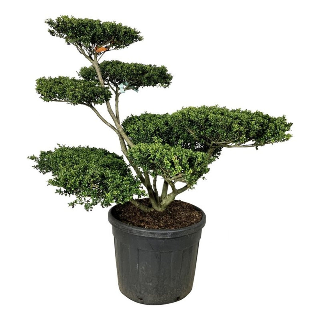 Ilex crenata &