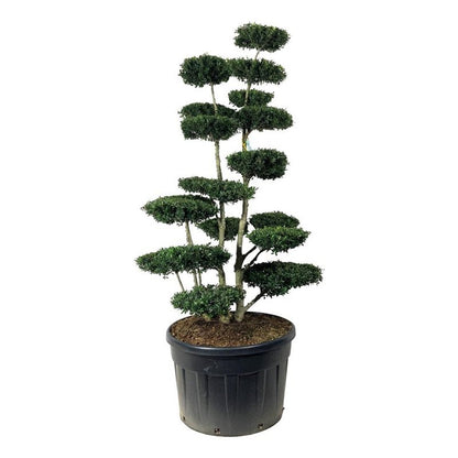 Ilex crenata &