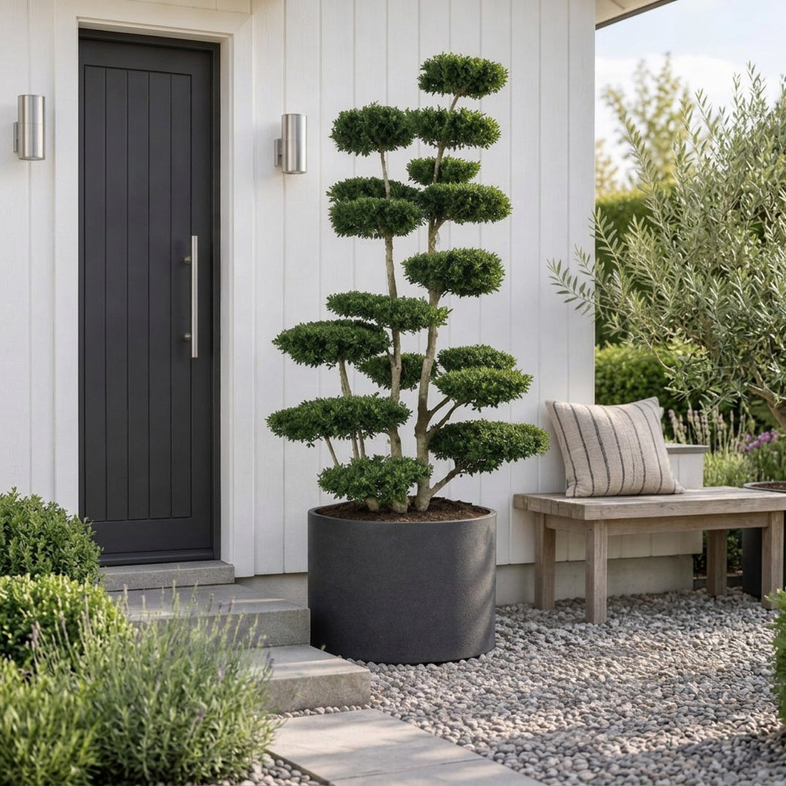 Ilex crenata &