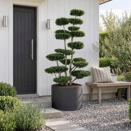 Ilex crenata &