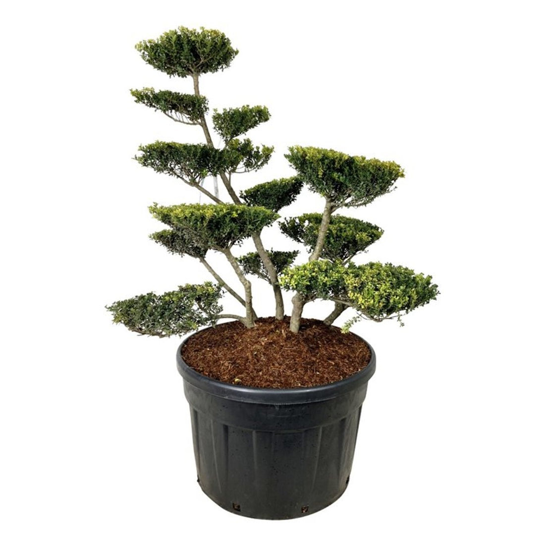 Ilex crenata &