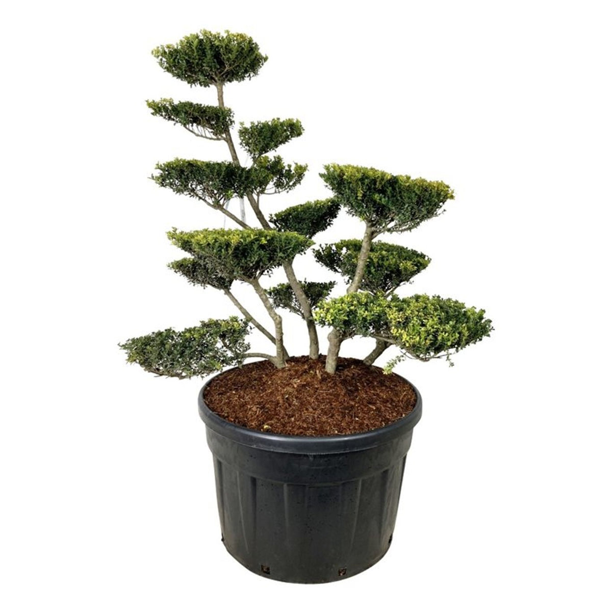 Ilex crenata &