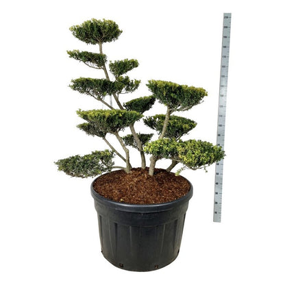 Ilex crenata &