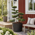 Ilex crenata &