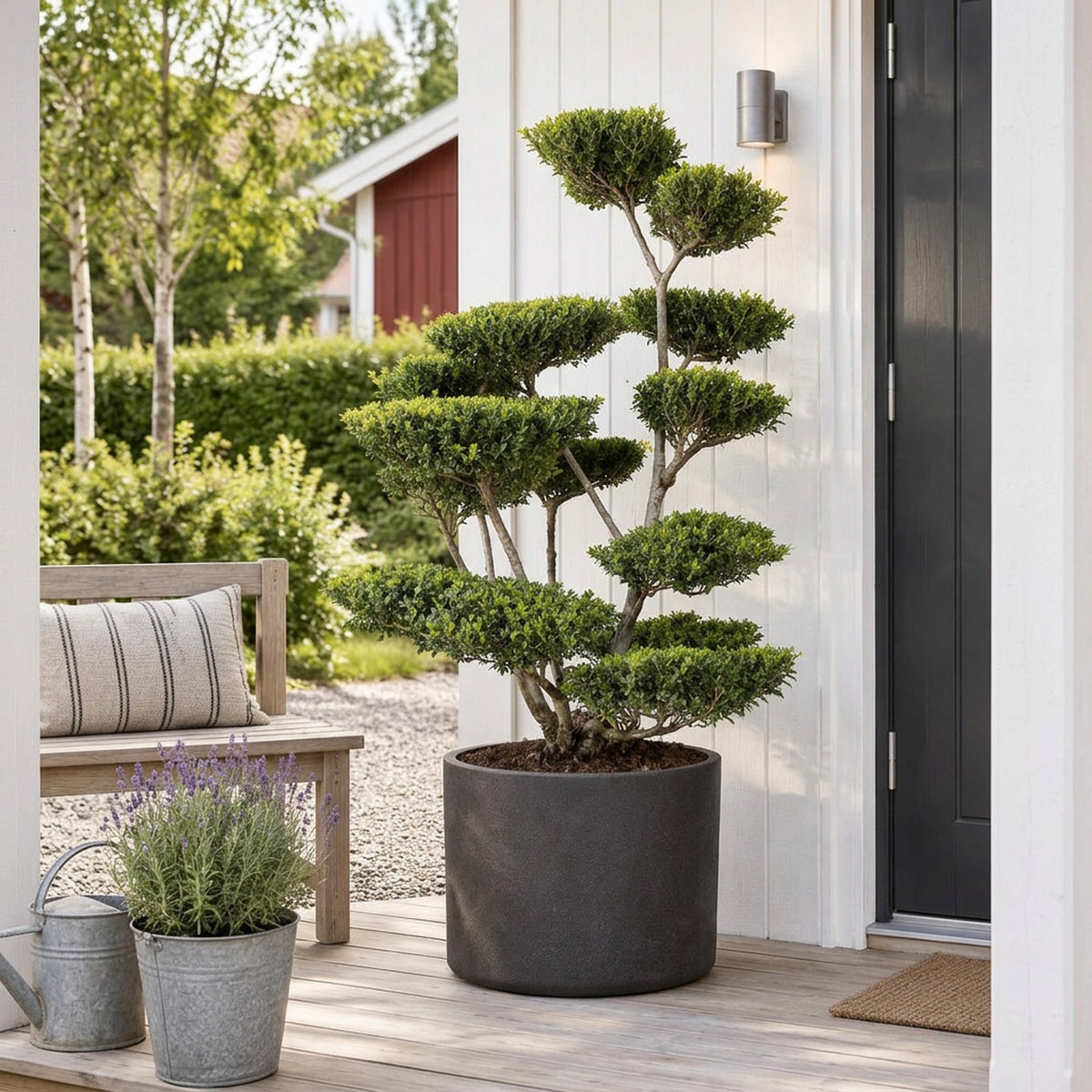 Ilex crenata &