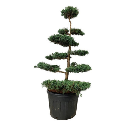 Juniperus virg. &