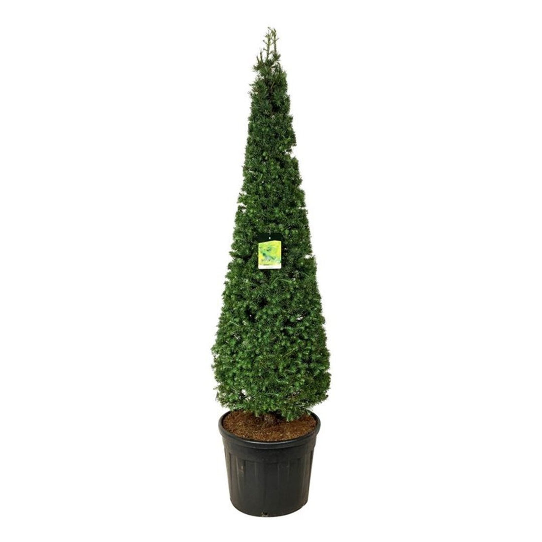 Larix kaempferi Kägla 175–200 cm C90 (90 liters kruka)