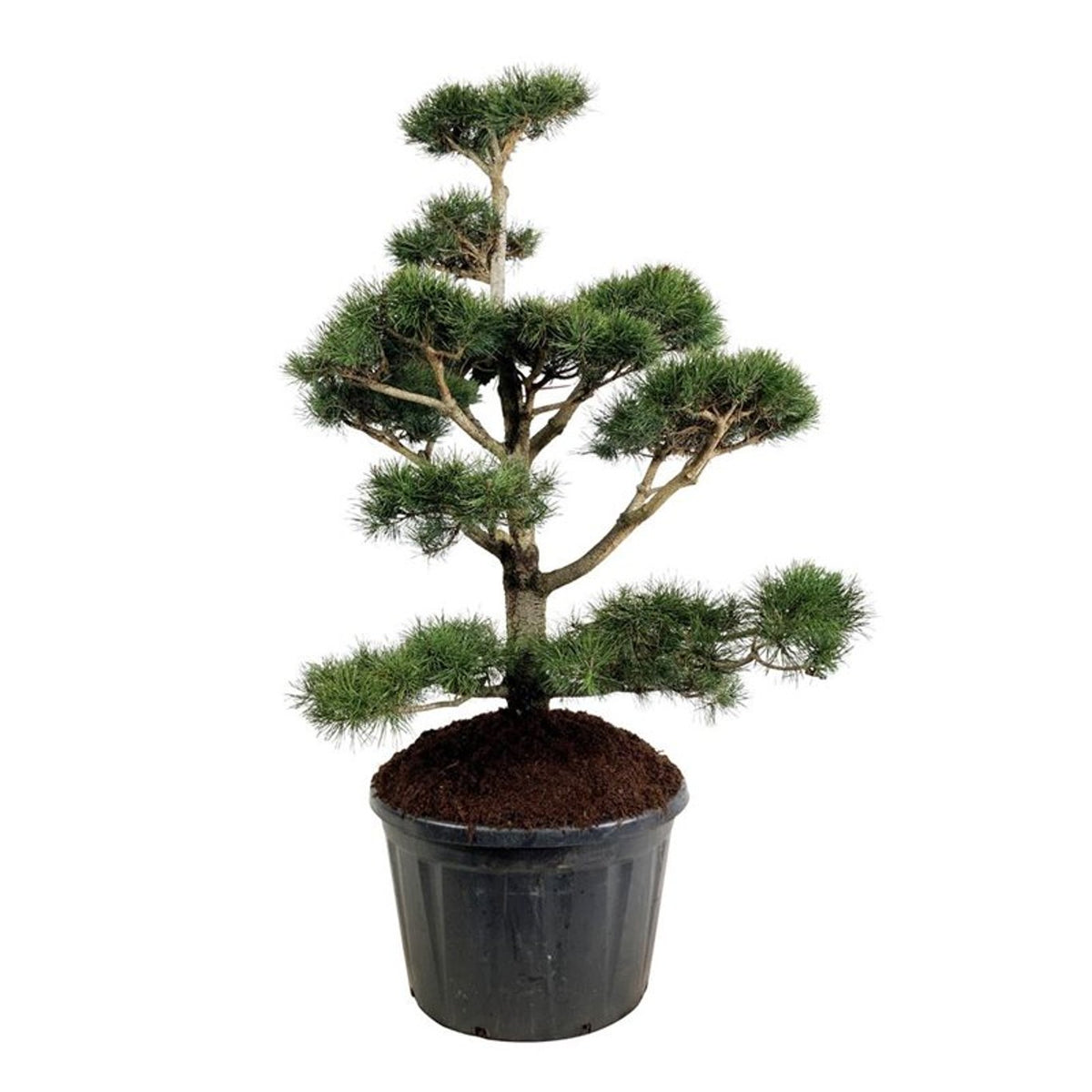 Pinus contorta Bonsai 150-175 cm P85 / C230 (230 liters kruka)