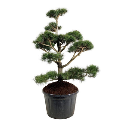 Pinus contorta Bonsai 150-175 cm P85 / C230 (230 liters kruka)